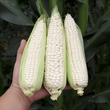 충북 괴산 미백 찰옥수수 10개