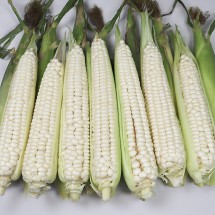 쫀득쫀득 대학찰옥수수 10개입