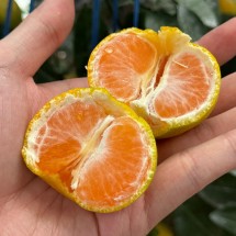 고당도 제주 하우스 감귤 1.5kg 꼬마 2S