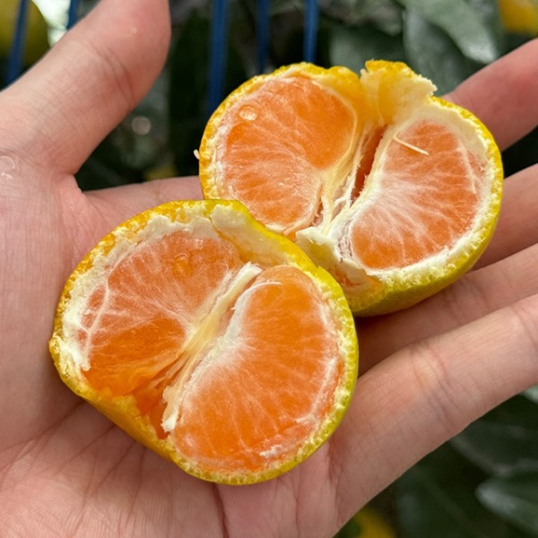 고당도 제주 하우스 감귤 1.5kg 꼬마 2S