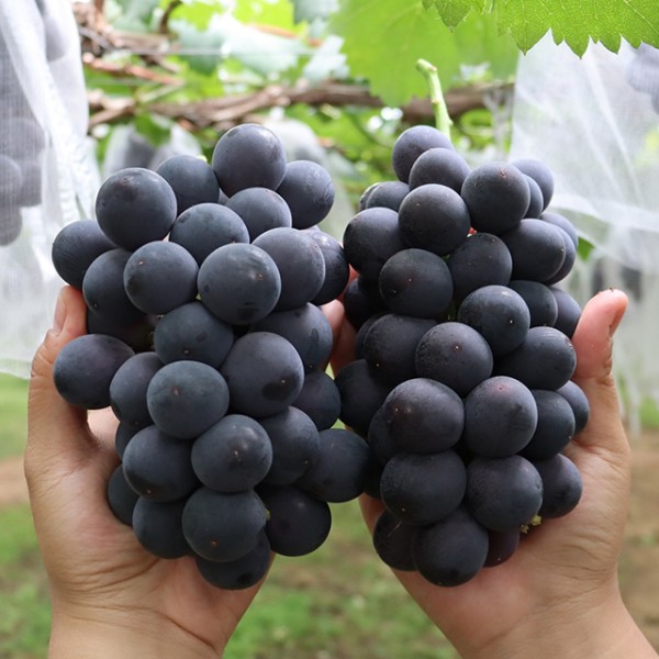 충남 천안 입장거봉 2kg