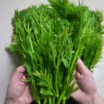 무주 가시없는 여름두릅 산지직송 1kg