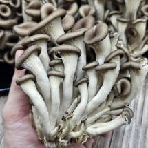 경기도 광주 무농약 흑타리버섯 대용량 2kg