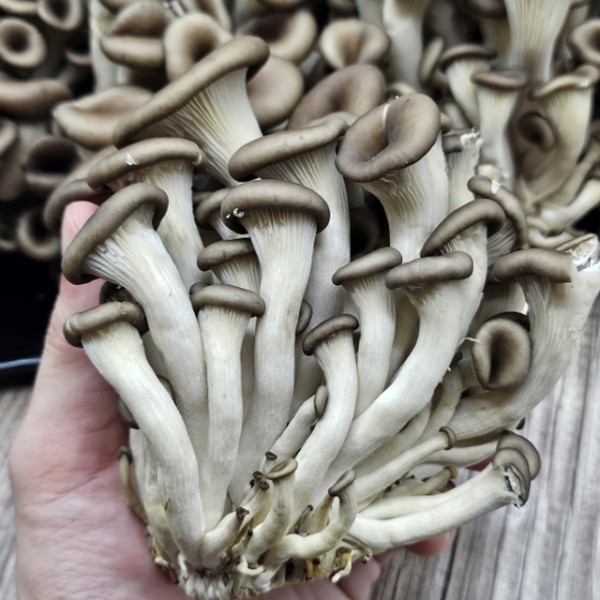 경기도 광주 무농약 흑타리버섯 대용량 2kg