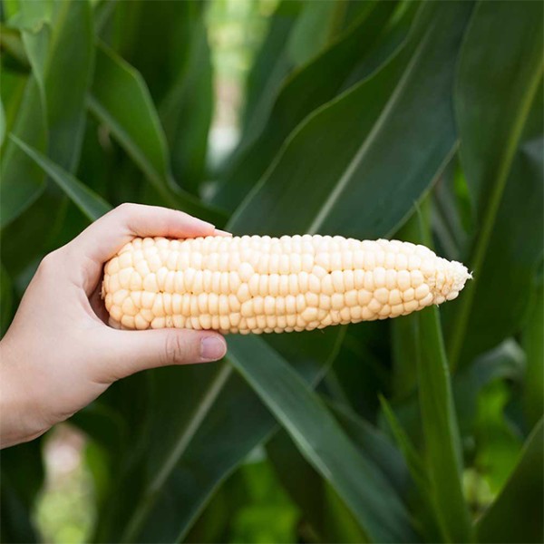 충북 괴산 미백 찰옥수수 특품 10개