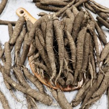 제주도 햇 더덕 실속 2kg