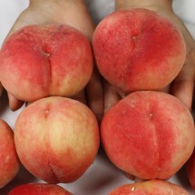 아삭아삭 딱딱이 복숭아 대 2kg