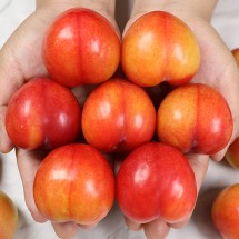 프리미엄 햇 오얏자두 대 2kg