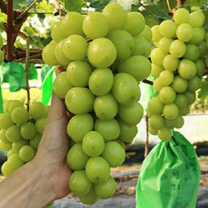 국내산 고당도 샤인머스켓 망고포도 특상품 1.5kg 내외