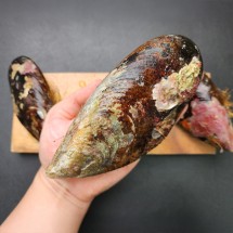 서해 대왕 활 담치 섭 홍합 1kg