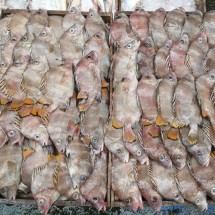 당일바리 군평선이 딱돔 금풍생이 샛서방고기 1kg