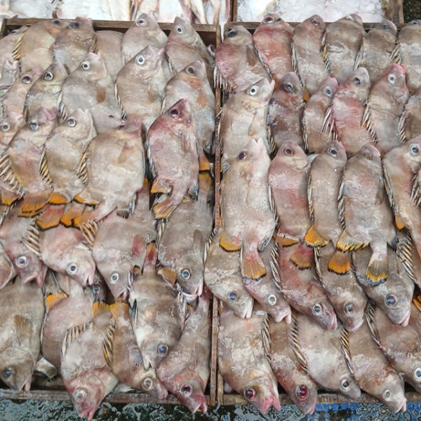 당일바리 군평선이 딱돔 금풍생이 샛서방고기 1kg