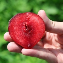 경북 고당도 피자두 1kg