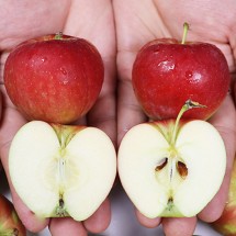 경북 영천 루비에스 미니사과 실속 1kg