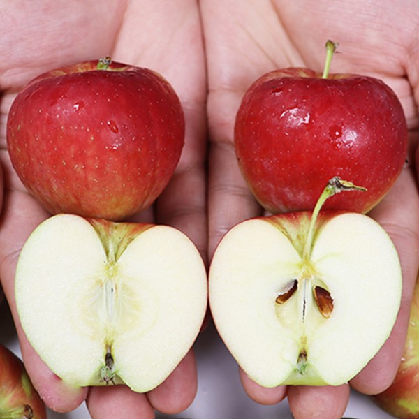 경북 영천 루비에스 미니사과 실속 1kg