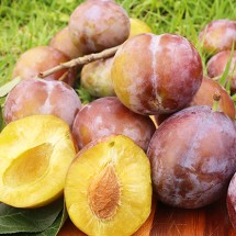 경북 안동 생 푸룬자두 선물용 2kg