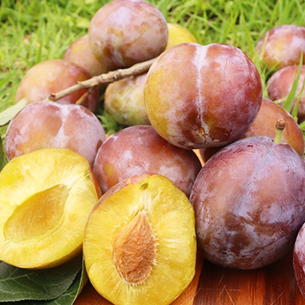 경북 안동 생 푸룬자두 선물용 2kg