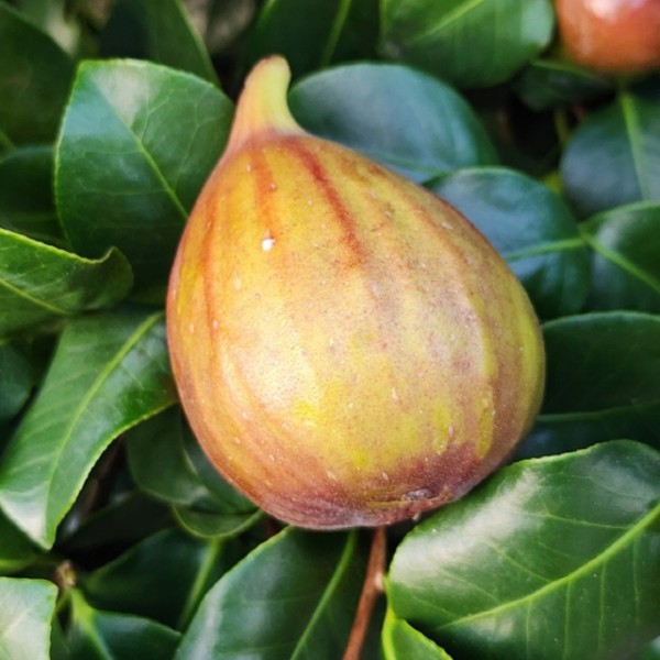 함평 당일수확 무농약 홍무화과 1kg