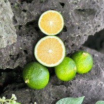 제주도 돌밭 청귤 3kg