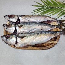 부산 대왕 자반고등어 참고등어 5미