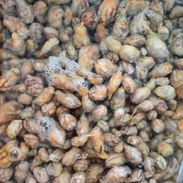 국내산 제철 생물 오만둥이 1kg