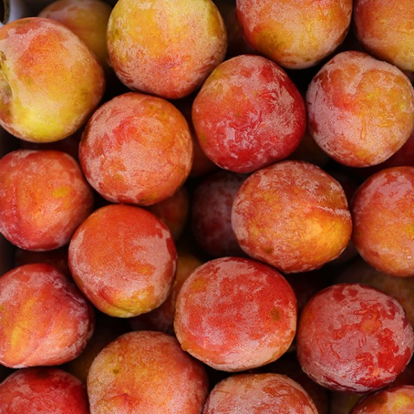 경북 왕자두 도담자두 1kg 중과