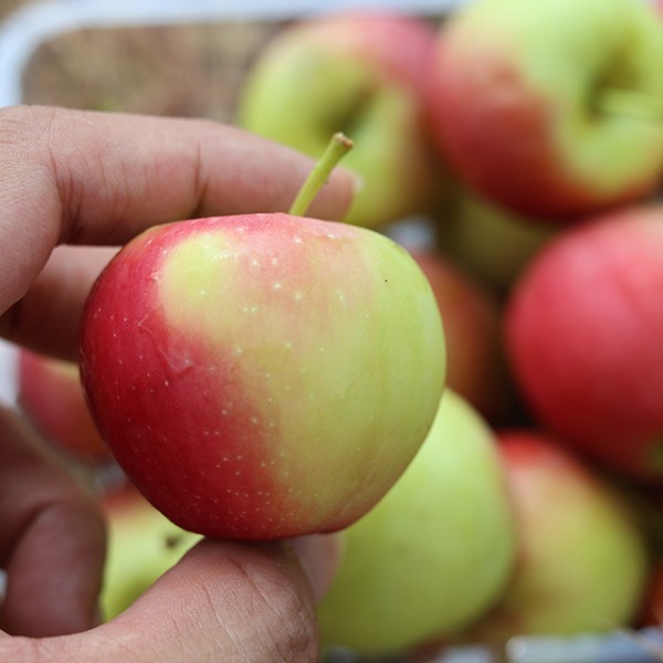 경북 루비에스 미니사과 1kg