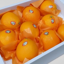 제주 황금향 선물세트 중과 3kg