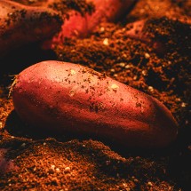 전라도 황토밭 신품종 호풍미 고구마 2kg