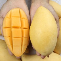항공직송 태국망고 2kg (4-6과 내외)