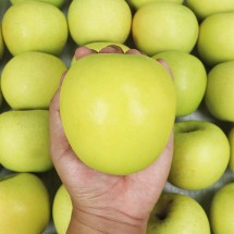 경북 영천 시나노골드 황금사과 중과 2kg