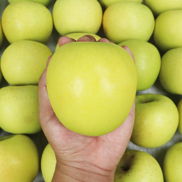 경북 영천 시나노골드 황금사과 중과 2kg