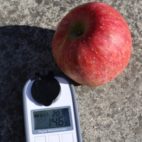 경북 청송 고당도 얼음골 사과 가정용 2kg 꼬마