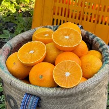 제주 가정용 황금향 중과 2.5kg