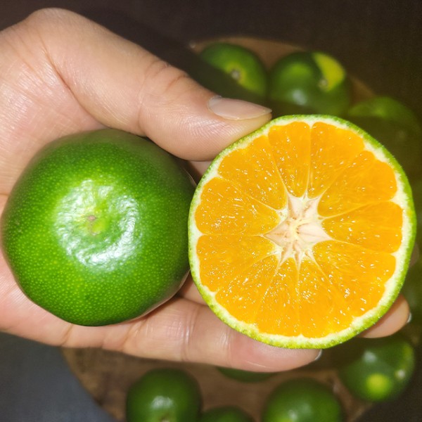 제주 직송 극조생 노지감귤 대과 2kg L-2L