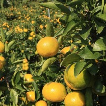 제주 노지 조생 감귤 2.5kg 로얄과