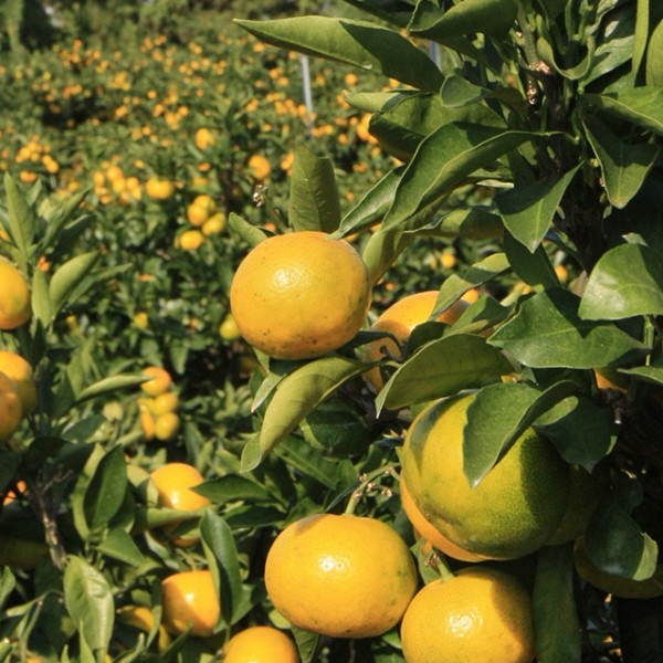 제주 노지 조생 감귤 2.5kg 로얄과