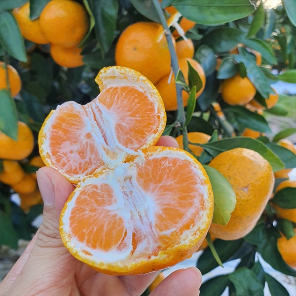 제주 고당도 타이벡 감귤 2.5kg 로얄과