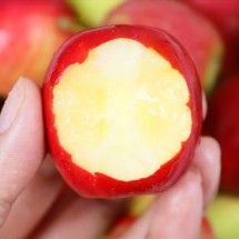 경북 영천 알프스오토메 미니사과 2kg 상