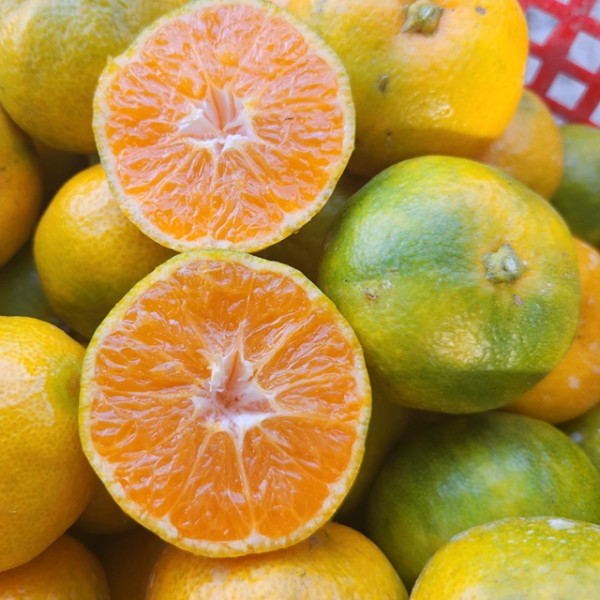 제주 서귀포 극조생 노지귤 감귤 3kg