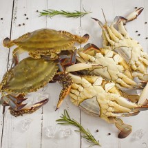 국내산 제철 활 암꽃게 1kg