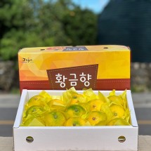 제주 황금향 고급선물세트 2.5kg 소과