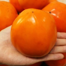 국내산 천리 대봉감 10kg (41-49과)