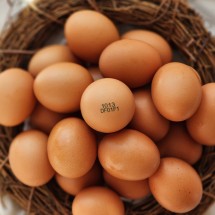 난각번호1번 유정란 무항생제 자연방사 산란당일 계란 20구