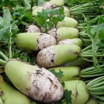 제주 월동 아침무 5kg