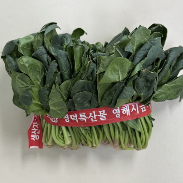 해풍맞은 포항 영해초 시금치 1단