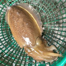 국내산 대왕 생물 갑오징어 1kg 횟감