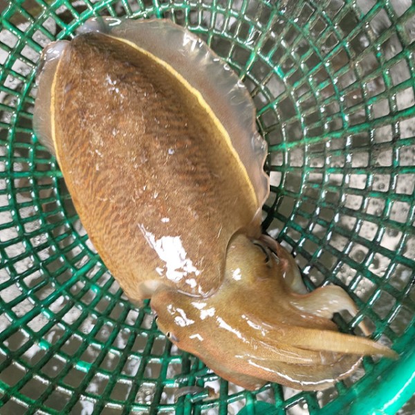 국내산 대왕 생물 갑오징어 1kg 횟감