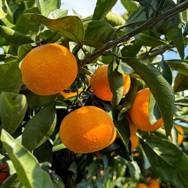 제주 고당도 조생 감귤 4.5kg 대과 L-2L