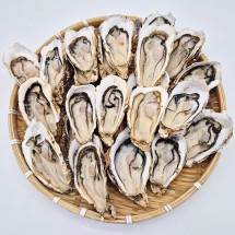 통영 제철 석화 생굴 하프셀 1kg